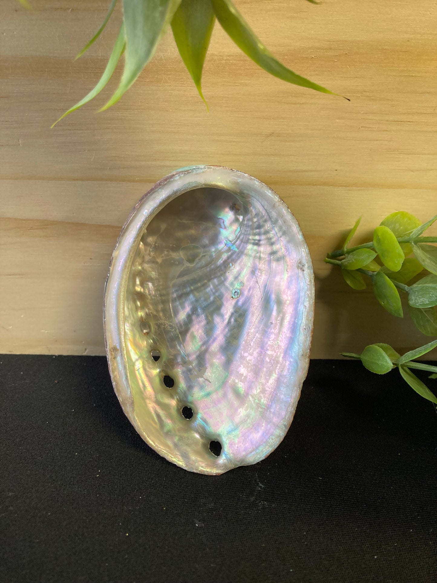 Abalone Shell